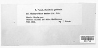 Marssonina betulae image